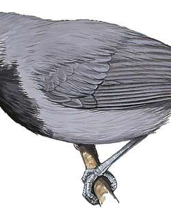 纯色翅蚁鹩 / Plain-winged Antwren / Myrmotherula behni