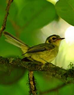 欧氏姬霸鹟 / Oustalet’s Tyrannulet / Phylloscartes oustaleti