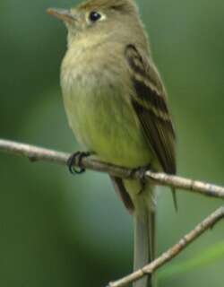 科迪纹霸鹟 / Cordilleran Flycatcher / Empidonax occidentalis