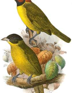 白喉黄腹织雀 / Bates’s Weaver / Ploceus batesi