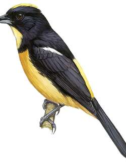 黄顶黑唐纳雀 / Yellow-crested Tanager / Loriotus rufiventer