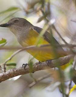黑尾啸鹟 / Mangrove Golden Whistler / Pachycephala melanura