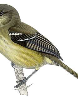 扁嘴莺雀 / Flat-billed Vireo / Vireo nanus