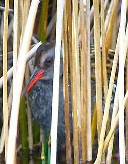 火地岛秧鸡 / Austral Rail / Rallus antarcticus