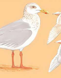 北极鸥 / Glaucous Gull / Larus hyperboreus