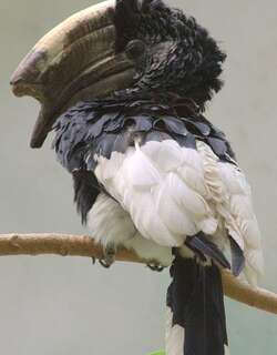 黑白噪犀鸟 / Black-and-white-casqued Hornbill / Bycanistes subcylindricus