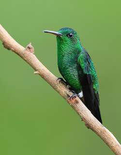 灰腹蜂鸟 / Steely-vented Hummingbird / Saucerottia saucerottei