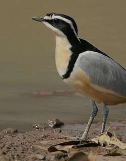 埃及燕鸻 / Egyptian Plover / Pluvianus aegyptius