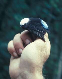 蓝腰娇鹟 / Blue-rumped Manakin / Lepidothrix isidorei