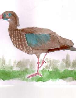 斑胸鹮 / Spot-breasted Ibis / Bostrychia rara
