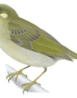 黄嘴吸蜜鸟 / Yellow-gaped Honeyeater / Microptilotis flavirictus