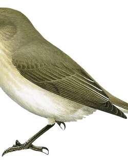 岗巴斑鹟 / Gambaga Flycatcher / Muscicapa gambagae