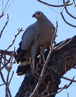 马岛鬣鹰 / Madagascan Harrier-Hawk / Polyboroides radiatus