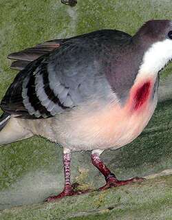 吕宋鸡鸠 / Luzon Bleeding-heart / Gallicolumba luzonica