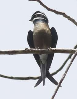 小须凤头雨燕 / Whiskered Treeswift / Hemiprocne comata