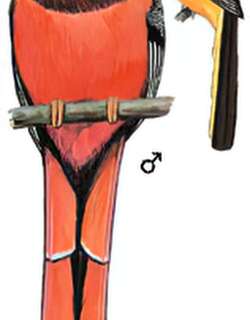 红腹咬鹃 / Ward’s Trogon / Harpactes wardi