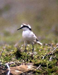 圣岛沙鸻 / St. Helena Plover / Charadrius sanctaehelenae