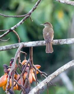 黄臀灰胸鹎 / Charlotte’s Bulbul / Iole charlottae