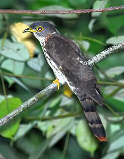 霍氏鹰鹃 / Hodgson’s Hawk-Cuckoo / Hierococcyx nisicolor