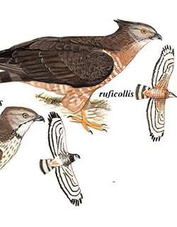 凤头蜂鹰 / Crested Honey Buzzard / Pernis ptilorhynchus