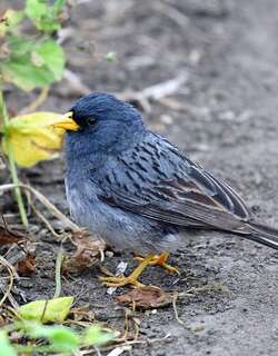 斑尾栗臀雀 / Band-tailed Seedeater / Catamenia analis