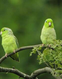 太平洋鹦哥 / Pacific Parrotlet / Forpus coelestis
