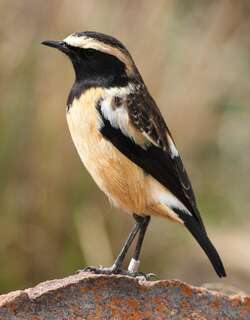 黄纹䳭 / Buff-streaked Chat / Campicoloides bifasciatus