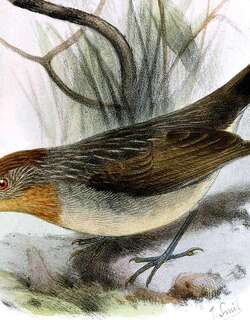 棕头穗鹛 / Rusty-crowned Babbler / Sterrhoptilus capitalis