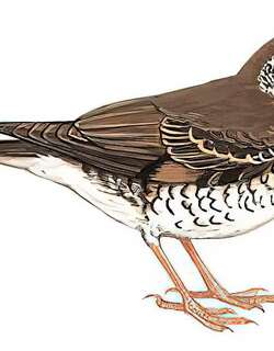 长尾地鸫 / Long-tailed Thrush / Zoothera dixoni