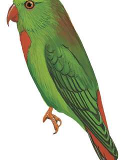 瓦氏短尾鹦鹉 / Wallace’s Hanging Parrot / Loriculus flosculus