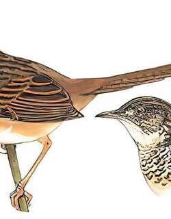 喜山山鹪莺 / Himalayan Prinia / Prinia crinigera