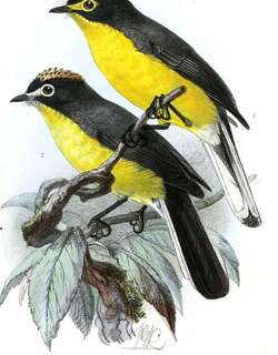 白额鸲莺 / White-fronted Whitestart / Myioborus albifrons