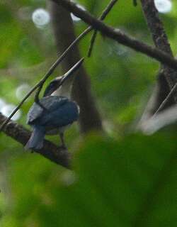暗色翡翠 / Talaud Kingfisher / Todiramphus enigma