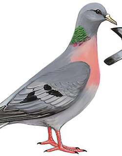 欧鸽 / Stock Dove / Columba oenas