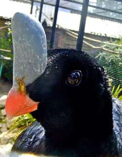 单盔凤冠雉 / Horned Curassow / Pauxi unicornis