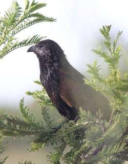 黑胸鸦鹃 / Black Coucal / Centropus grillii