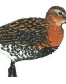 黑尾塍鹬 / Black-tailed Godwit / Limosa limosa