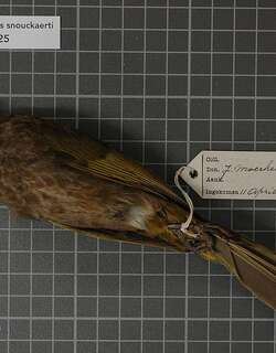 亚齐鹎 / Aceh Bulbul / Pycnonotus snouckaerti