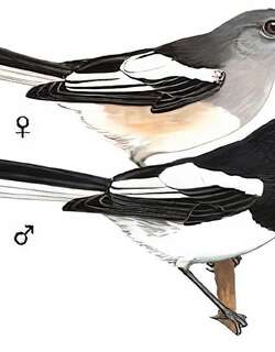 鹊鸲 / Oriental Magpie-Robin / Copsychus saularis