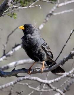 炭黑岭雀鹀 / Carbonated Sierra Finch / Porphyrospiza carbonaria