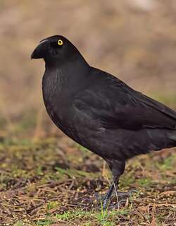 黑噪钟鹊 / Black Currawong / Strepera fuliginosa