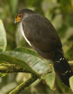 细纹林隼 / Lined Forest Falcon / Micrastur gilvicollis