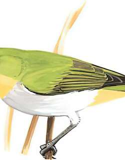 暗绿绣眼鸟 / Swinhoe’s White-eye / Zosterops simplex