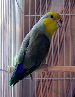 黄脸鹦哥 / Yellow-faced Parrotlet / Forpus xanthops