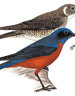 栗腹矶鸫 / Chestnut-bellied Rock Thrush / Monticola rufiventris