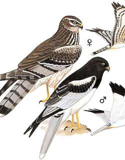 鹊鹞 / Pied Harrier / Circus melanoleucos