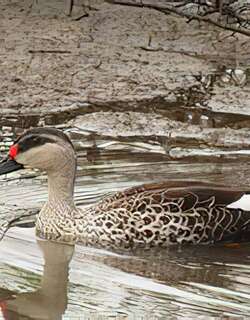 印缅斑嘴鸭 / Indian Spot-billed Duck / Anas poecilorhyncha
