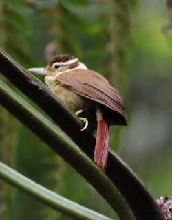 白领拾叶雀 / White-collared Foliage-gleaner / Anabazenops fuscus