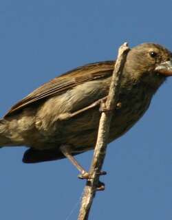 小地雀 / Small Ground Finch / Geospiza fuliginosa