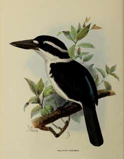 淡黑翡翠 / Sombre Kingfisher / Todiramphus funebris